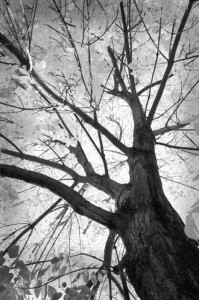 autumn tree